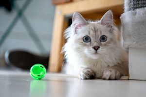 Mejores juguetes para gatos en 2025 | Comparativa y guía de compra